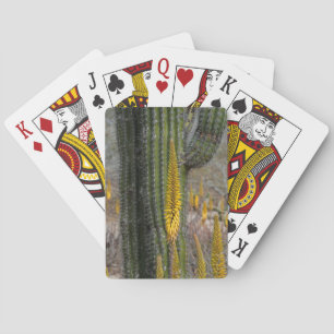 Baraja De Cartas Primer plano de cactus y agave