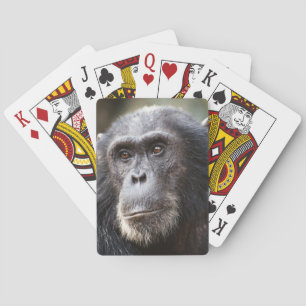 Baraja De Cartas Primer plano de chimpancé macho