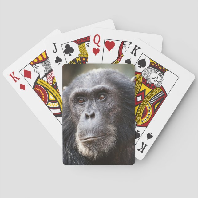Baraja De Cartas Primer plano de chimpancé macho (Reverso)