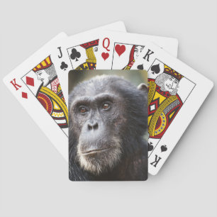 Baraja De Cartas Primer plano de chimpancé macho