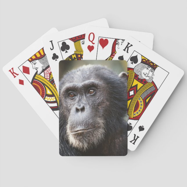 Baraja De Cartas Primer plano de chimpancé macho (Reverso)