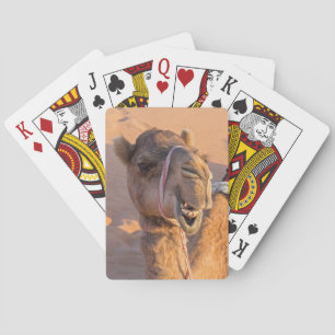 Baraja De Cartas Primer plano de la divertida cabeza de camello en