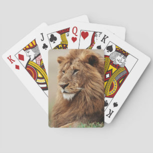 Baraja De Cartas Primer plano de león macho