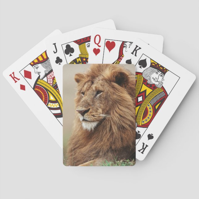 Baraja De Cartas Primer plano de león macho (Reverso)