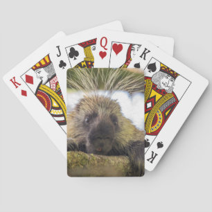 Baraja De Cartas Primer plano de puercoespín en un árbol