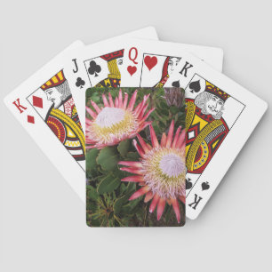 Baraja De Cartas Protea Rey (Protea Cynaroides), Helderberg