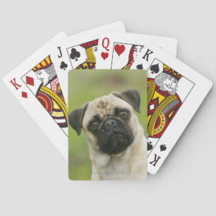 Baraja De Cartas Pug Head Cocked Looking at Camera