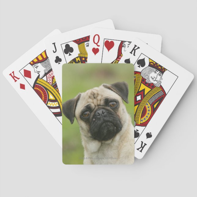 Baraja De Cartas Pug Head Cocked Looking at Camera (Reverso)