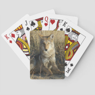 Baraja De Cartas R15 Coyote Acostado