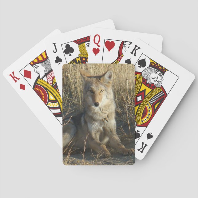 Baraja De Cartas R15 Coyote Acostado (Reverso)