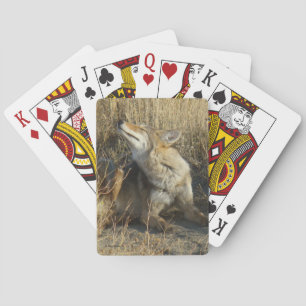 Baraja De Cartas R17 Coyote Rascándose