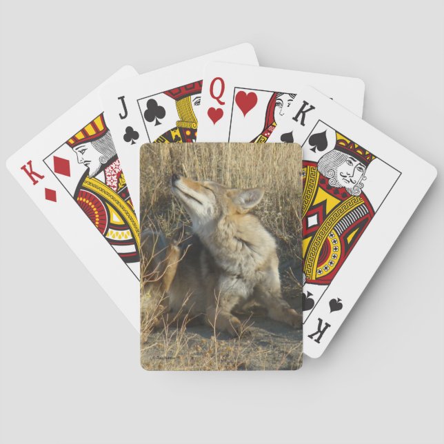 Baraja De Cartas R17 Coyote Rascándose (Reverso)