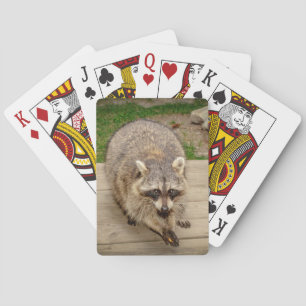Baraja De Cartas Raccoon con chip