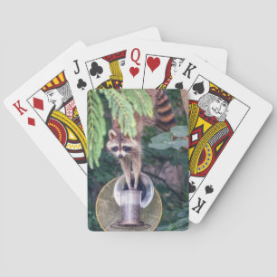 Baraja De Cartas Raccoon montando el alimentador de aves