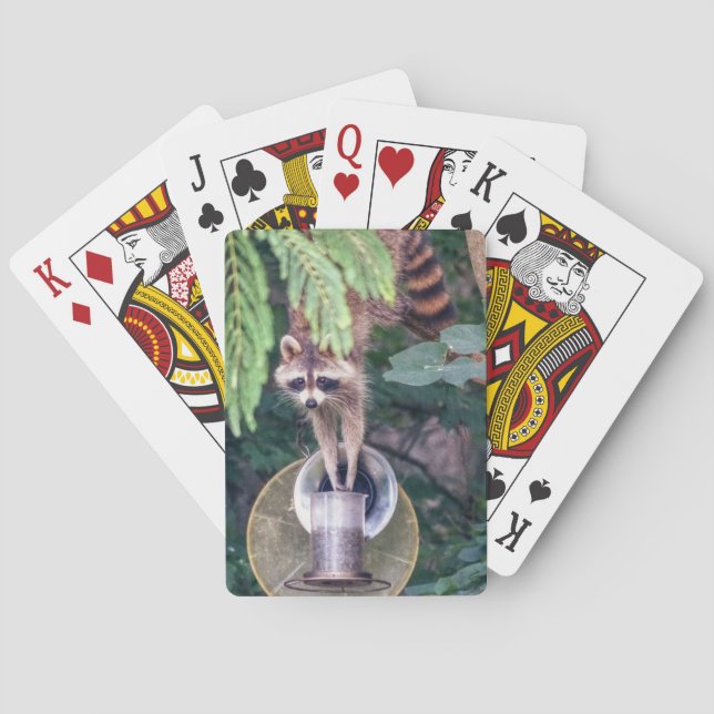Baraja De Cartas Raccoon montando el alimentador de aves (Reverso)