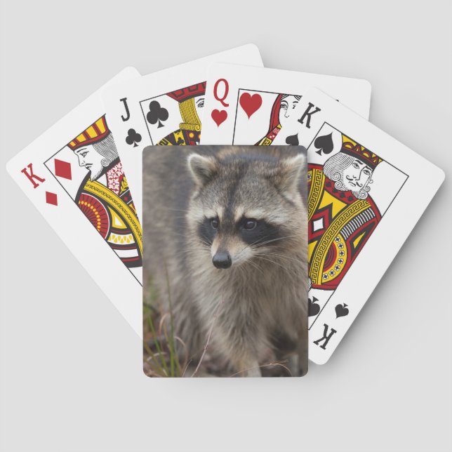 Baraja De Cartas Raccoon, Procyon lotor, Florida (Reverso)