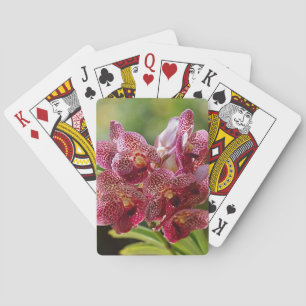 Baraja De Cartas Racimo tropical de la orquídea de Vanda