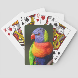 Baraja De Cartas Rainbow Lorikeet