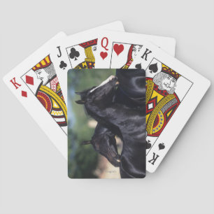 Baraja De Cartas Rasguño árabe del caballo