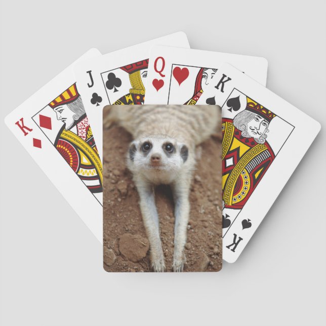 Baraja De Cartas Refrigeración por Meerkat (Suricata Suricatta) (Reverso)
