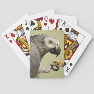 Baraja De Cartas Refrigerio de loro gris africano intenso del Congo