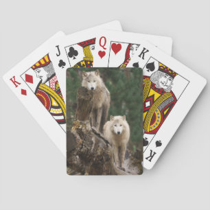 Baraja De Cartas Reino de los Lobos Blancos
