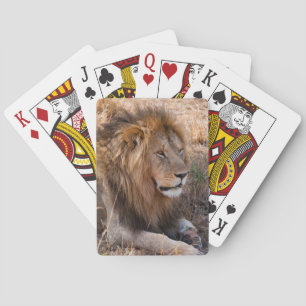 Baraja De Cartas Reserva Nacional Lion Maasai Mara, Kenya