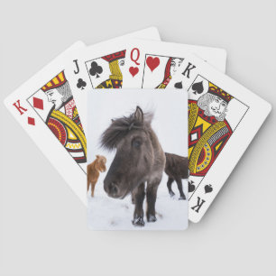 Baraja De Cartas Retrato de caballo islandés, Islandia