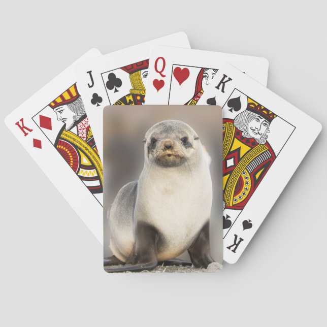 Baraja De Cartas Retrato de cría de foca en la playa (Reverso)