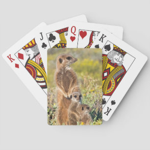 Baraja De Cartas Retrato de familia de suricatas