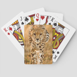 Baraja De Cartas Retrato de guepardo (Acinonyx Jubatus), Maasai