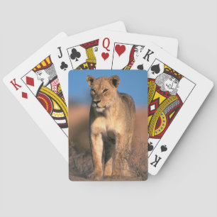 Baraja De Cartas Retrato De Leona (Panthera Leo)