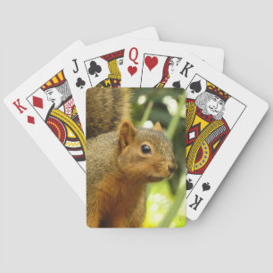 Baraja De Cartas Retrato de una ardilla Fotografía de animales de l