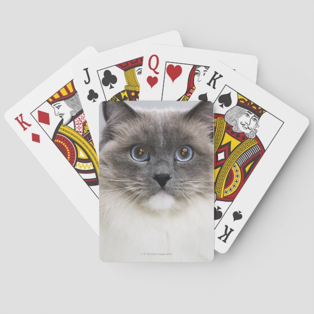 Baraja De Cartas Retrato del gato de Ragdoll (Reverso)