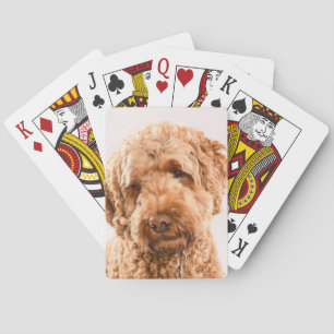 Baraja De Cartas Retrato Goldendoodle Studio