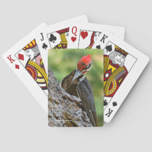Baraja De Cartas Retrato impresionante de un pájaro carpintero pile