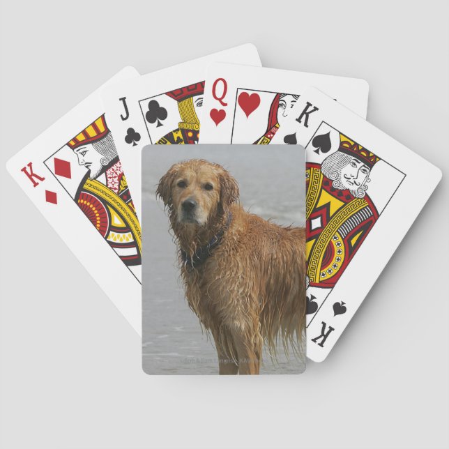 Baraja De Cartas Retreiver de oro en el mar (Reverso)
