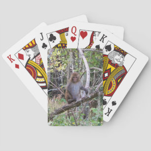 Baraja De Cartas rhesus macaque monkey
