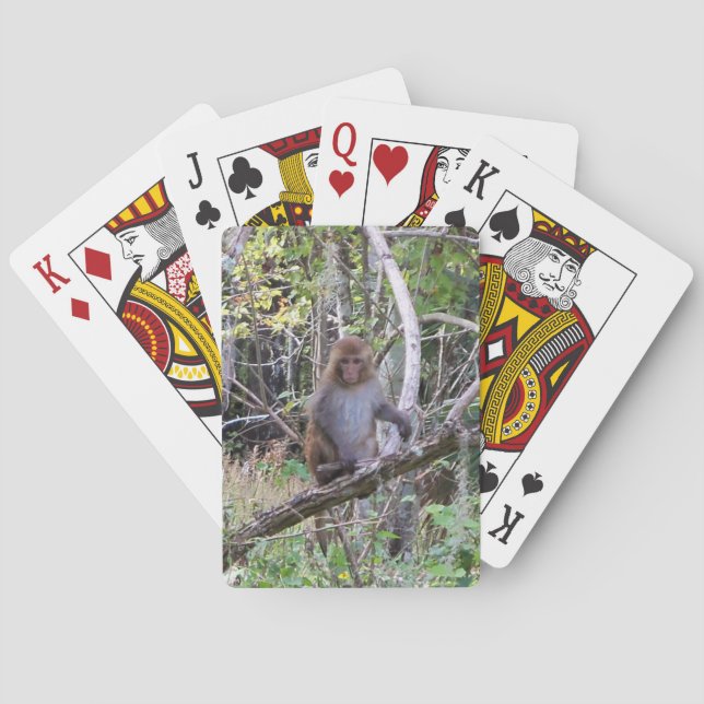 Baraja De Cartas rhesus macaque monkey (Reverso)