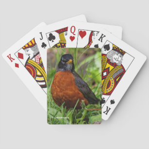 Baraja De Cartas Robin americano audaz y curioso en el Green Grass