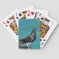 Rock Pigeon
