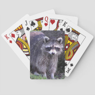 Baraja De Cartas Rocky el mapache