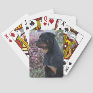 Baraja De Cartas Rottweiler