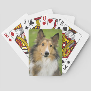 Baraja De Cartas Rough Collie, perro