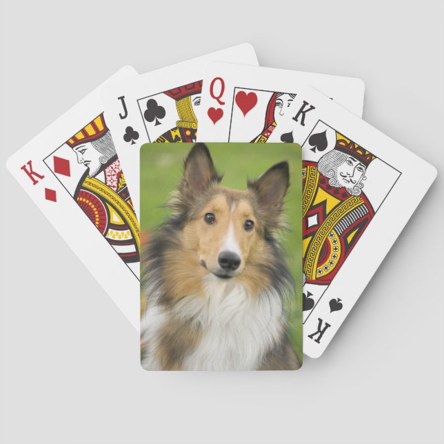 Baraja De Cartas Rough Collie, perro (Reverso)