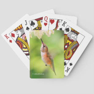 Baraja De Cartas Rufous Hummingbird Sips Blueberry Blossom Néctar