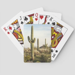 Baraja De Cartas Saguaro Cactus, Arizona, EE.UU.