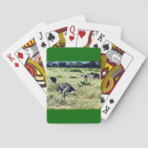 Baraja De Cartas Samburu Ostriches