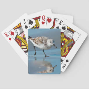 Baraja De Cartas Sanderling (Calidris Albe) que alimenta en la