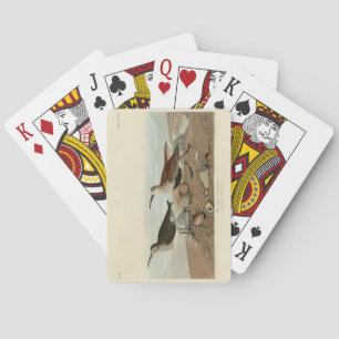 Baraja De Cartas Sandpiper, de respaldo rojo - Los pájaros de Améri